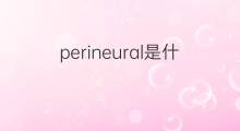 perineural是什么意思 perineural的中文翻译、读音、例句