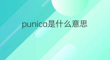 punica是什么意思 punica的翻译、读音、例句、中文解释