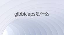 gibbiceps是什么意思 gibbiceps的中文翻译、读音、例句