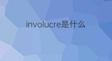 involucre是什么意思 involucre的中文翻译、读音、例句