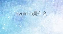 rivularia是什么意思 rivularia的中文翻译、读音、例句