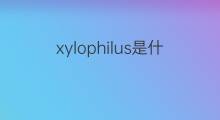 xylophilus是什么意思 xylophilus的中文翻译、读音、例句