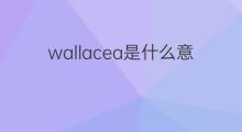 wallacea是什么意思 wallacea的中文翻译、读音、例句