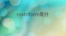 rostriform是什么意思 rostriform的翻译、读音、例句、中文解释