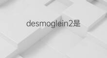 desmoglein2是什么意思 desmoglein2的中文翻译、读音、例句