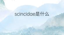 scincidae是什么意思 scincidae的中文翻译、读音、例句