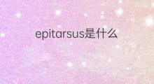epitarsus是什么意思 epitarsus的翻译、读音、例句、中文解释