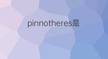 pinnotheres是什么意思 pinnotheres的翻译、读音、例句、中文解释
