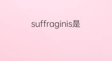 suffraginis是什么意思 suffraginis的翻译、读音、例句、中文解释