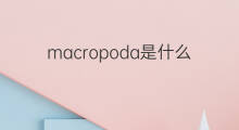 macropoda是什么意思 macropoda的翻译、读音、例句、中文解释