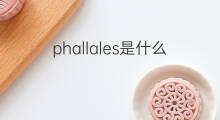 phallales是什么意思 phallales的翻译、读音、例句、中文解释