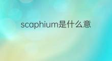 scaphium是什么意思 scaphium的翻译、读音、例句、中文解释