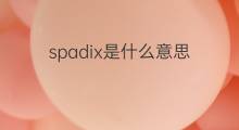 spadix是什么意思 spadix的中文翻译、读音、例句