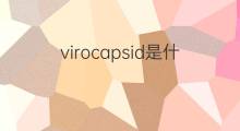 virocapsid是什么意思 virocapsid的中文翻译、读音、例句