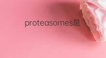 proteasomes是什么意思 proteasomes的中文翻译、读音、例句