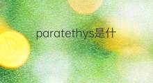 paratethys是什么意思 paratethys的中文翻译、读音、例句