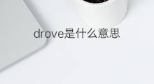 drove是什么意思 drove的中文翻译、读音、例句