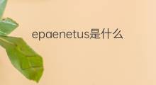 epaenetus是什么意思 epaenetus的中文翻译、读音、例句