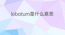 lobatum是什么意思 lobatum的中文翻译、读音、例句