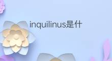 inquilinus是什么意思 inquilinus的中文翻译、读音、例句