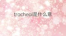 tracheal是什么意思 tracheal的中文翻译、读音、例句