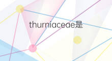 thurniaceae是什么意思 thurniaceae的中文翻译、读音、例句