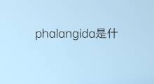 phalangida是什么意思 phalangida的中文翻译、读音、例句