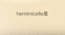 hemimicelle是什么意思 hemimicelle的中文翻译、读音、例句