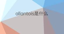 allantois是什么意思 allantois的中文翻译、读音、例句