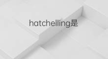 hatchelling是什么意思 hatchelling的中文翻译、读音、例句