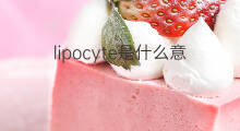 lipocyte是什么意思 lipocyte的中文翻译、读音、例句