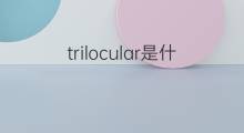 trilocular是什么意思 trilocular的中文翻译、读音、例句