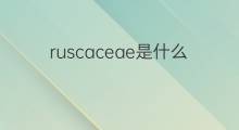 ruscaceae是什么意思 ruscaceae的中文翻译、读音、例句