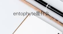 entophyte是什么意思 entophyte的中文翻译、读音、例句