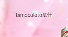 bimaculata是什么意思 bimaculata的中文翻译、读音、例句