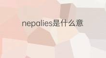 nepalies是什么意思 nepalies的中文翻译、读音、例句
