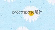 procaspase是什么意思 procaspase的中文翻译、读音、例句