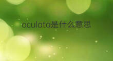 oculata是什么意思 oculata的中文翻译、读音、例句