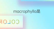 macrophylla是什么意思 macrophylla的中文翻译、读音、例句