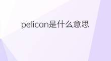 pelican是什么意思 pelican的中文翻译、读音、例句