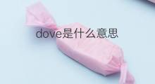 dove是什么意思 dove的中文翻译、读音、例句