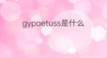 gypaetuss是什么意思 gypaetuss的中文翻译、读音、例句