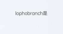 lophobranch是什么意思 lophobranch的中文翻译、读音、例句