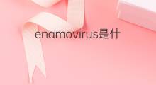 enamovirus是什么意思 enamovirus的中文翻译、读音、例句