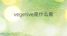 vegetive是什么意思 vegetive的中文翻译、读音、例句