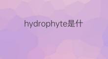 hydrophyte是什么意思 hydrophyte的中文翻译、读音、例句