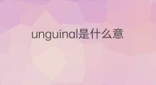 unguinal是什么意思 unguinal的中文翻译、读音、例句