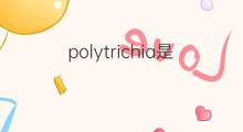 polytrichia是什么意思 polytrichia的中文翻译、读音、例句