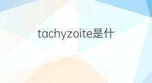 tachyzoite是什么意思 tachyzoite的中文翻译、读音、例句