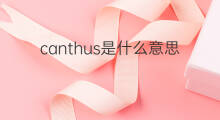 canthus是什么意思 canthus的中文翻译、读音、例句
